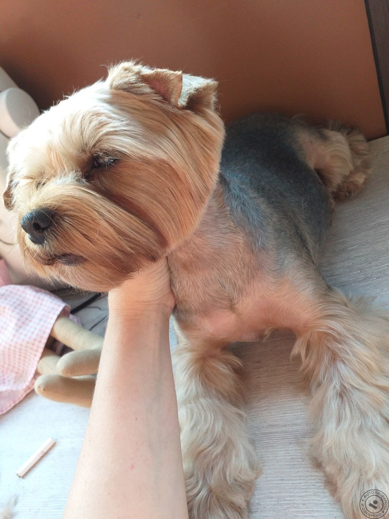 Вислоухий Йорк стандарт