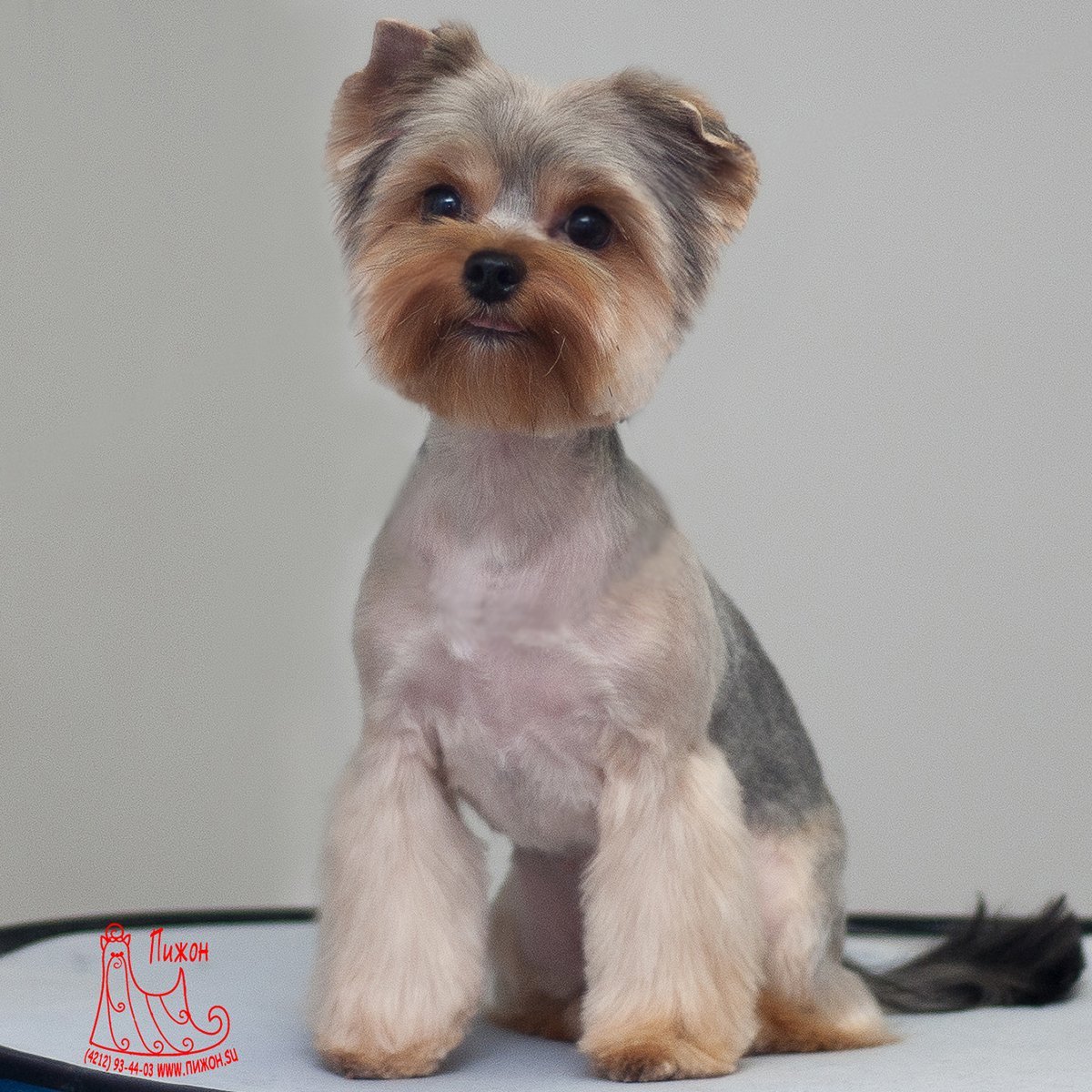 Йоркширский терьер подстриженный