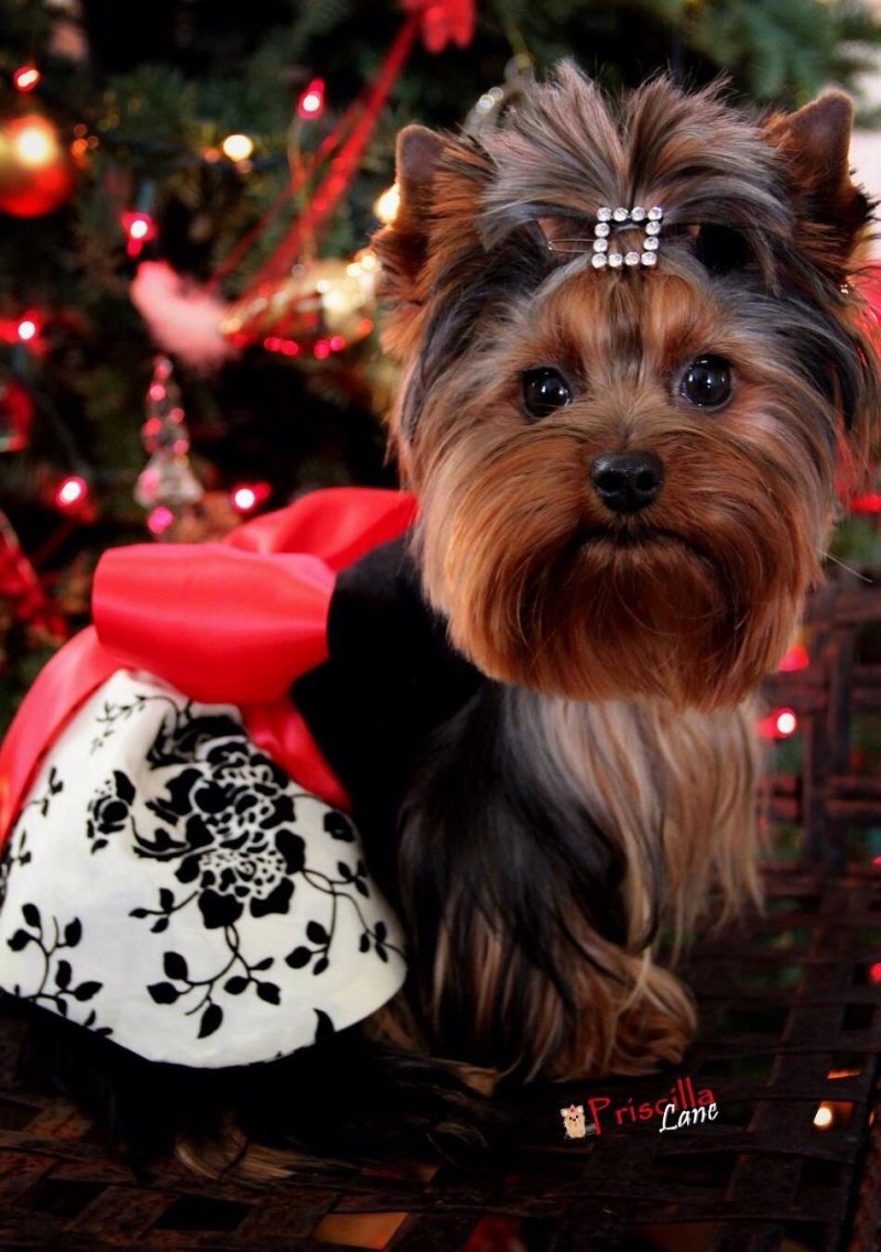 Йоркширский терьер