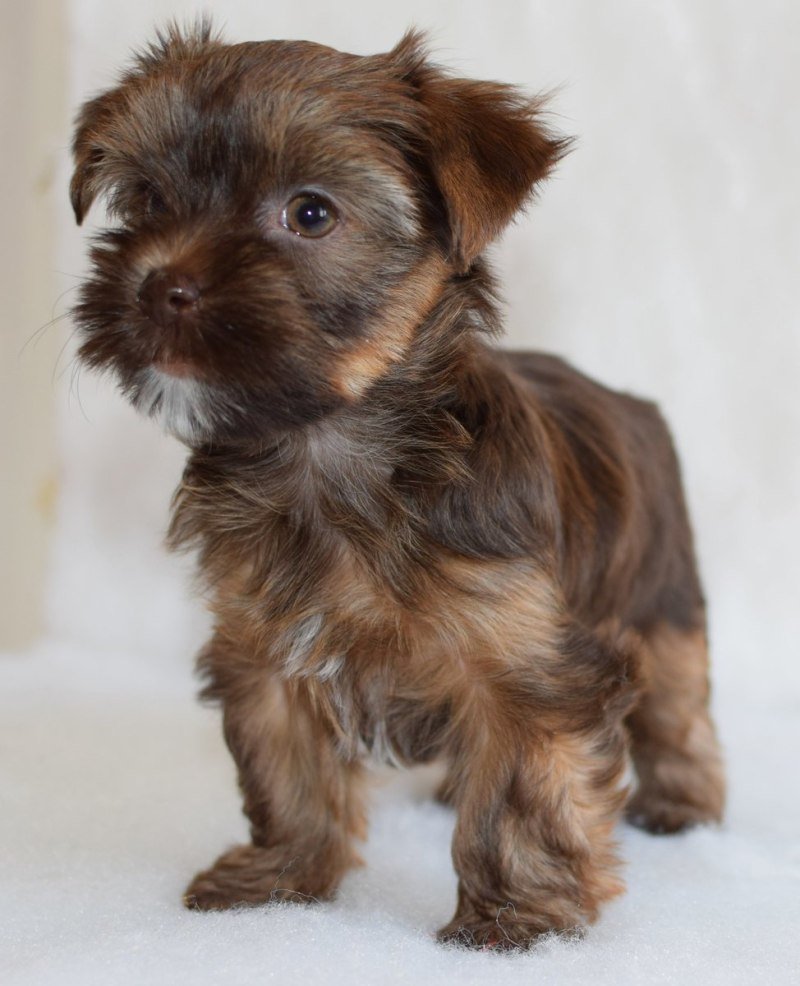 Риччи Йоркширский терьер