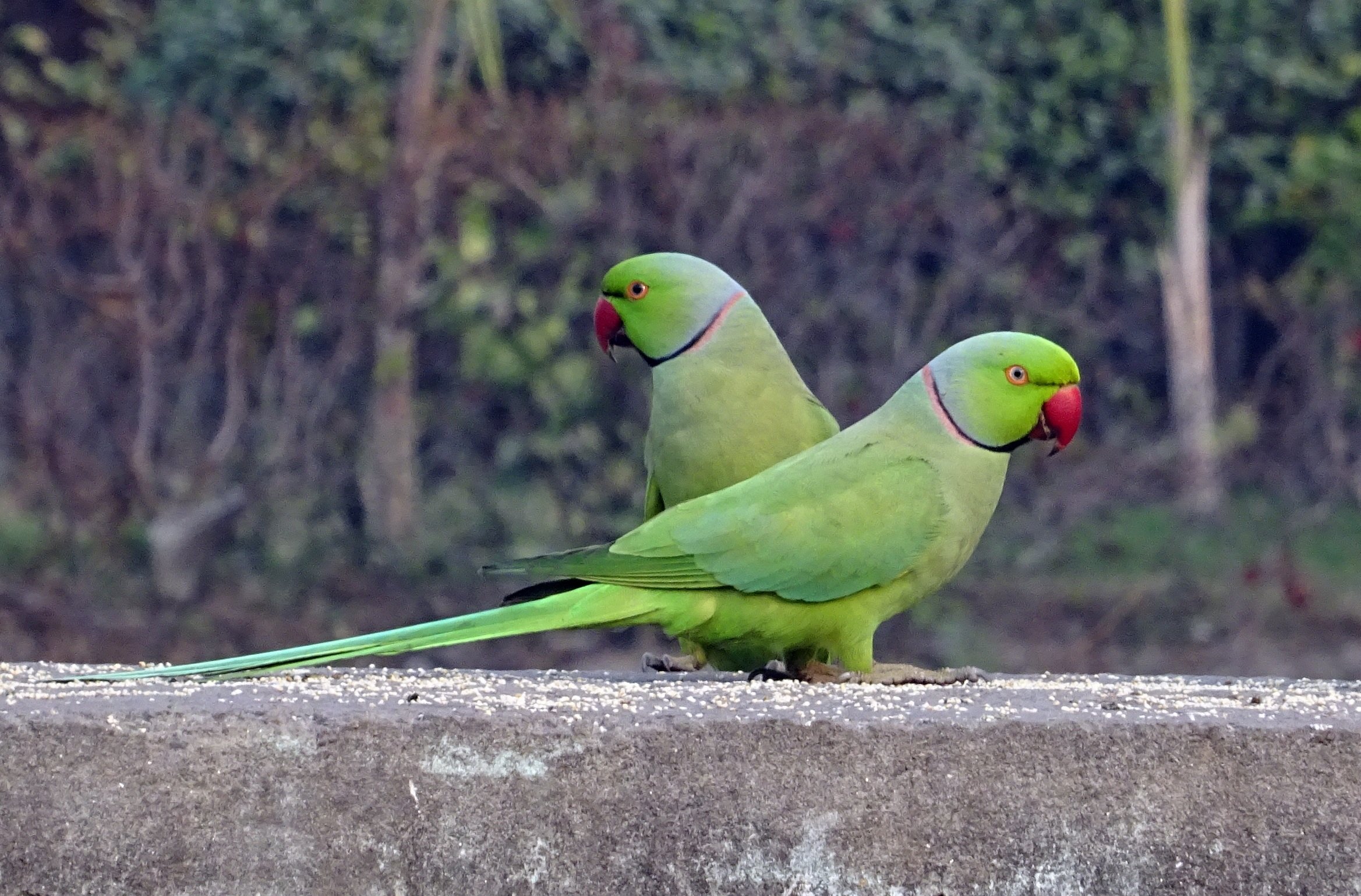 Сколько живут ожереловые. Попугай кольчатый ожереловый. Ожереловый попугай зеленый. Индийский кольчатый попугай. Индийский ожереловый попугай.