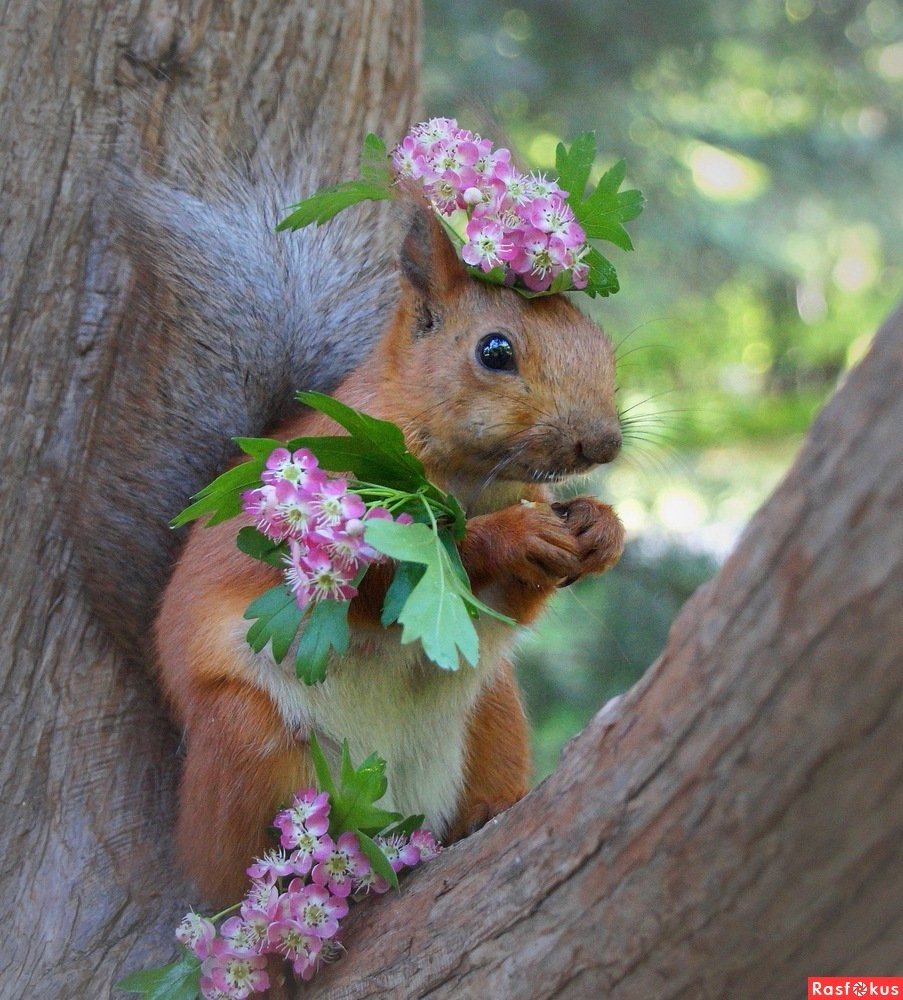 Белочка с цветами