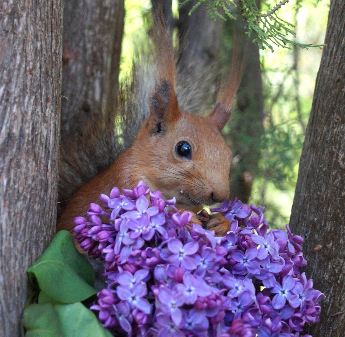 Белка с цветами