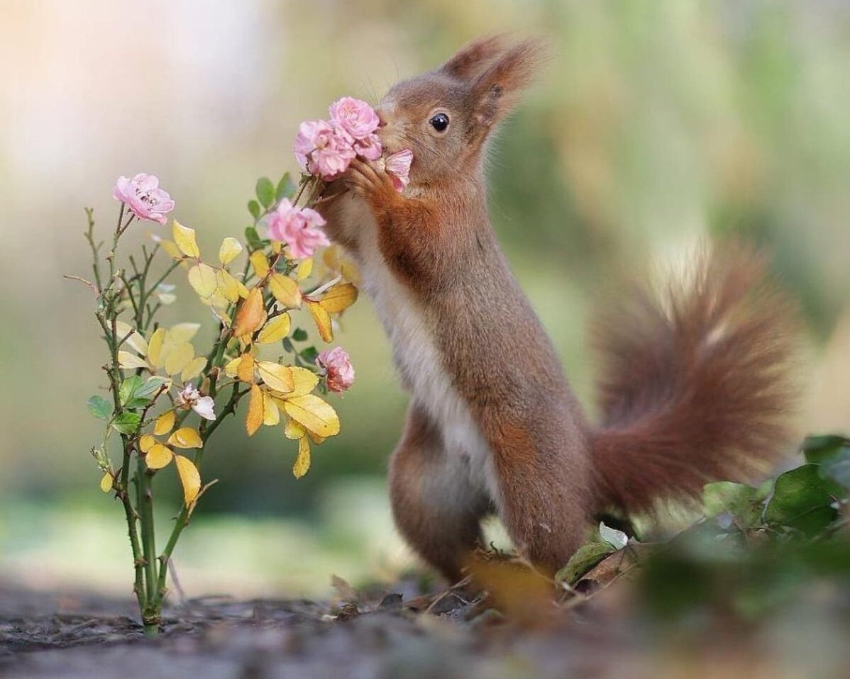 Животные весной