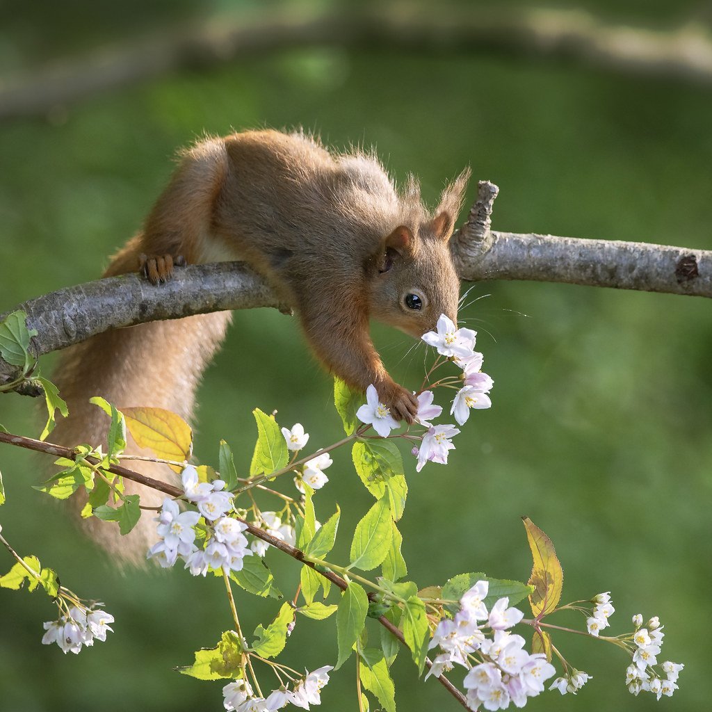 Белка в цветах
