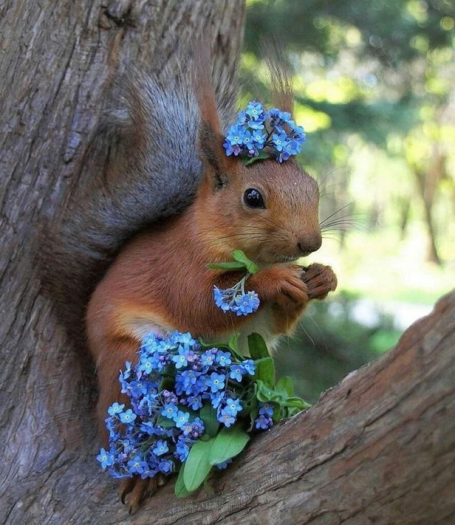 Белочка с цветочком