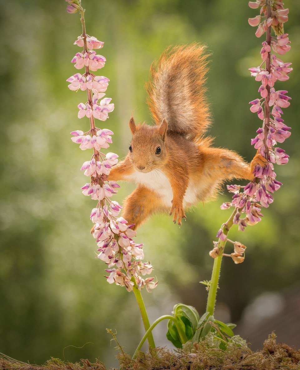 Природа и животные