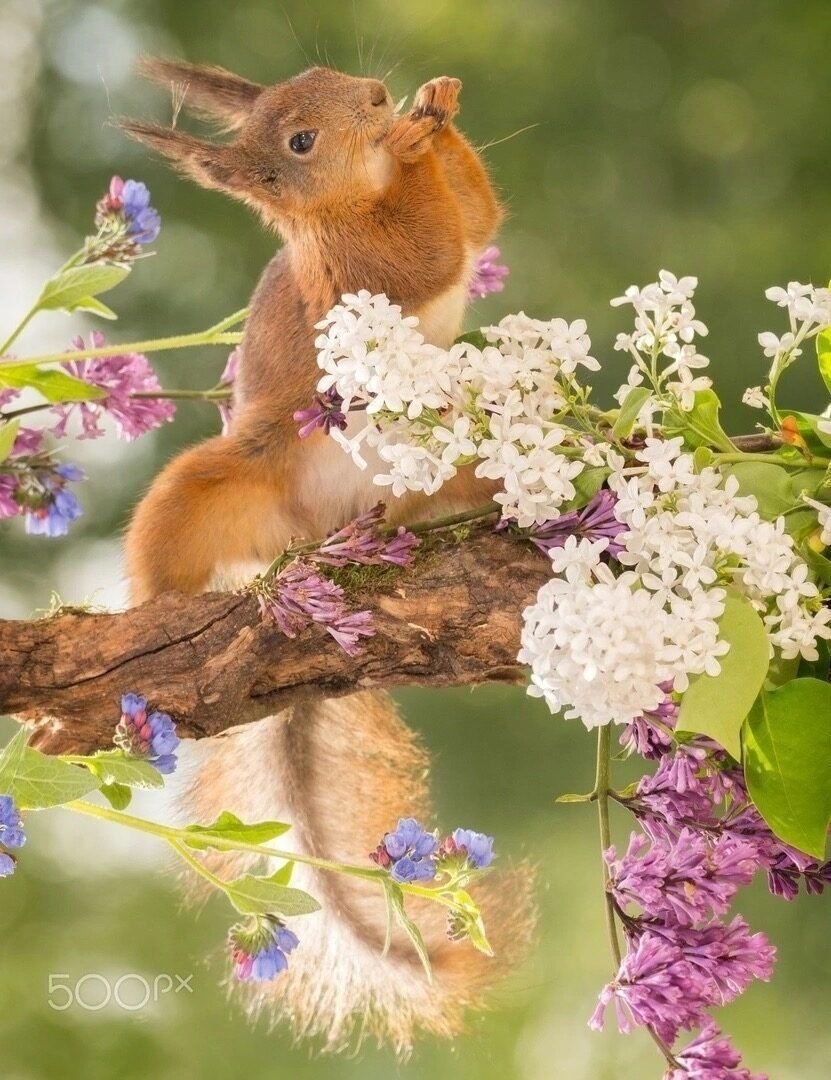 Весенние цветы и животные