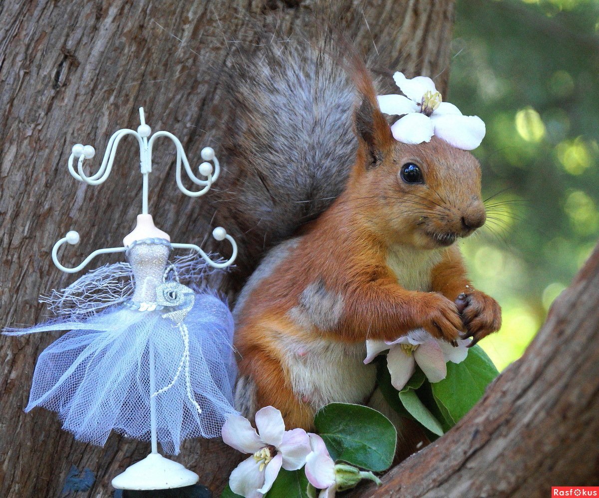 Влюбленная белка