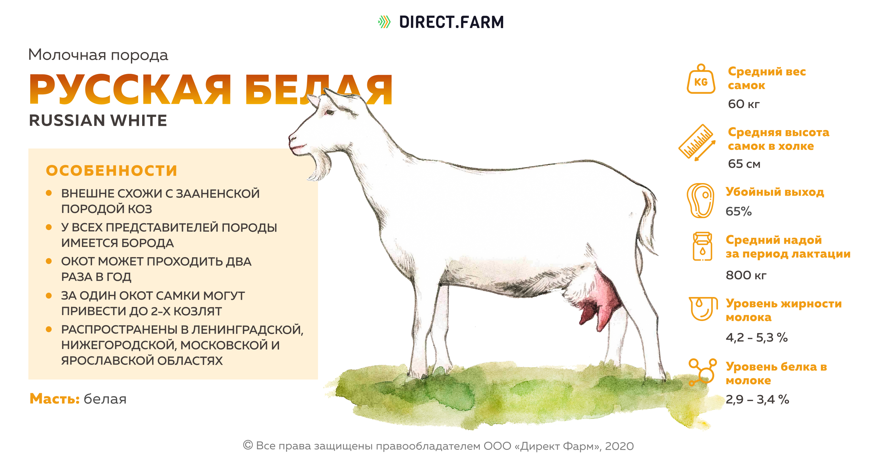 Характеристика пород коз. Молоко козы нубийская порода. Сколько молока дает коза. Козы молочного направления продуктивности. Продуктивность молока пород коз.