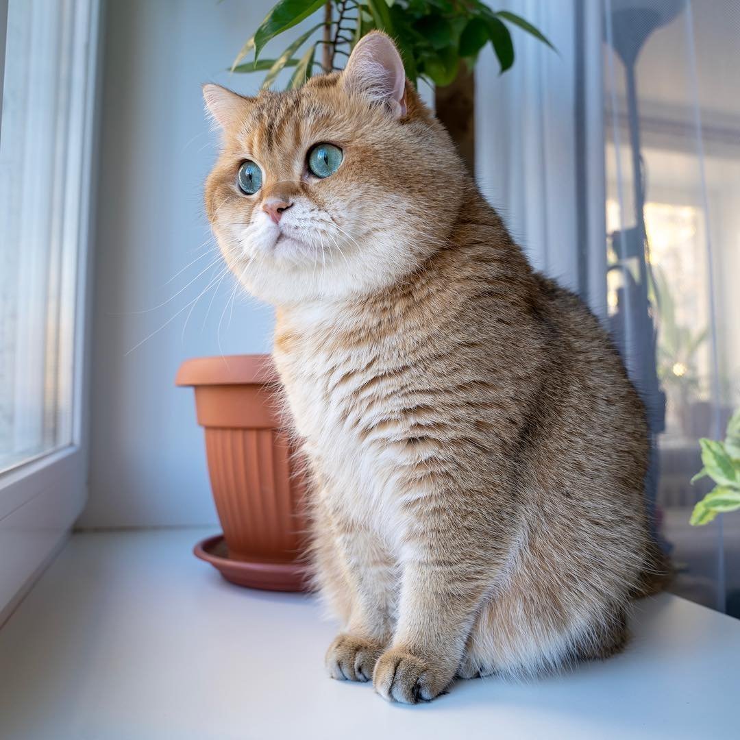 Британская шиншилла Хосико