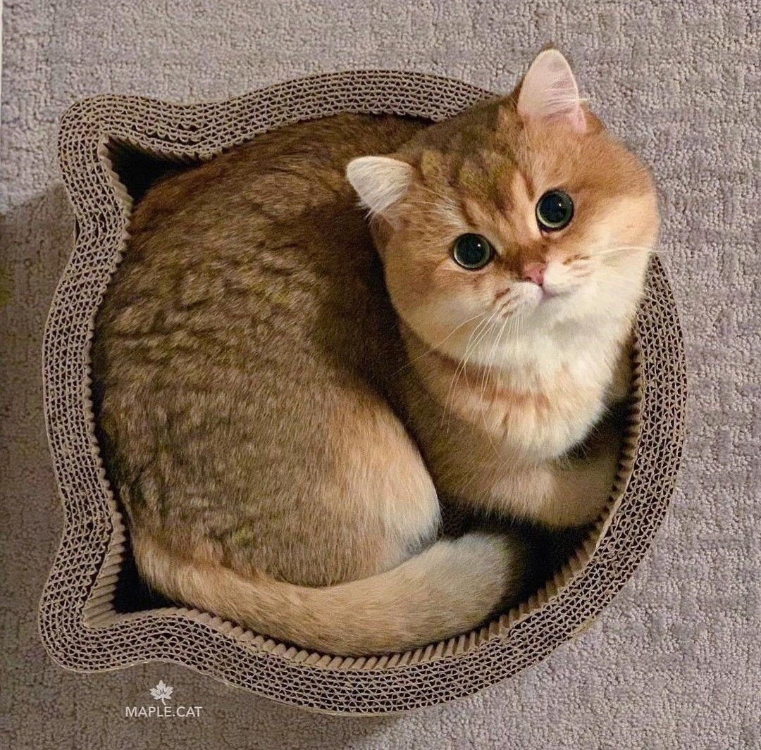 Британская шиншилла Хосико