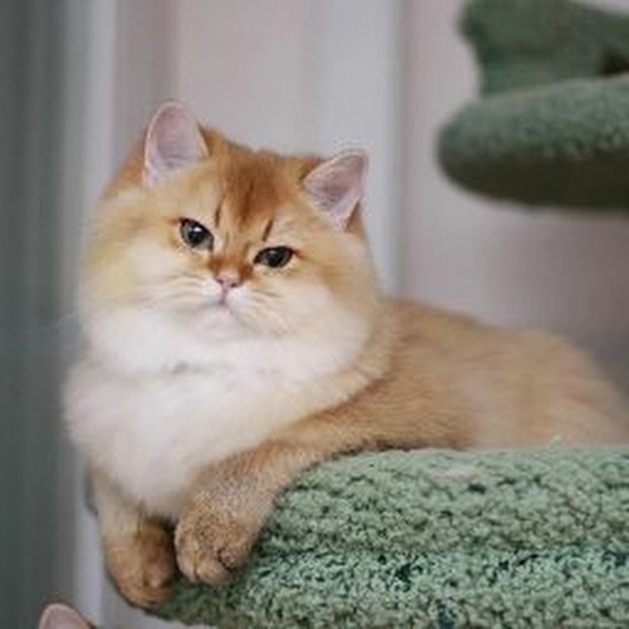 Золотистая шиншилла Британская