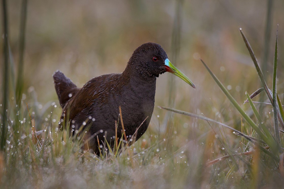 Mammals and Birds have declined
