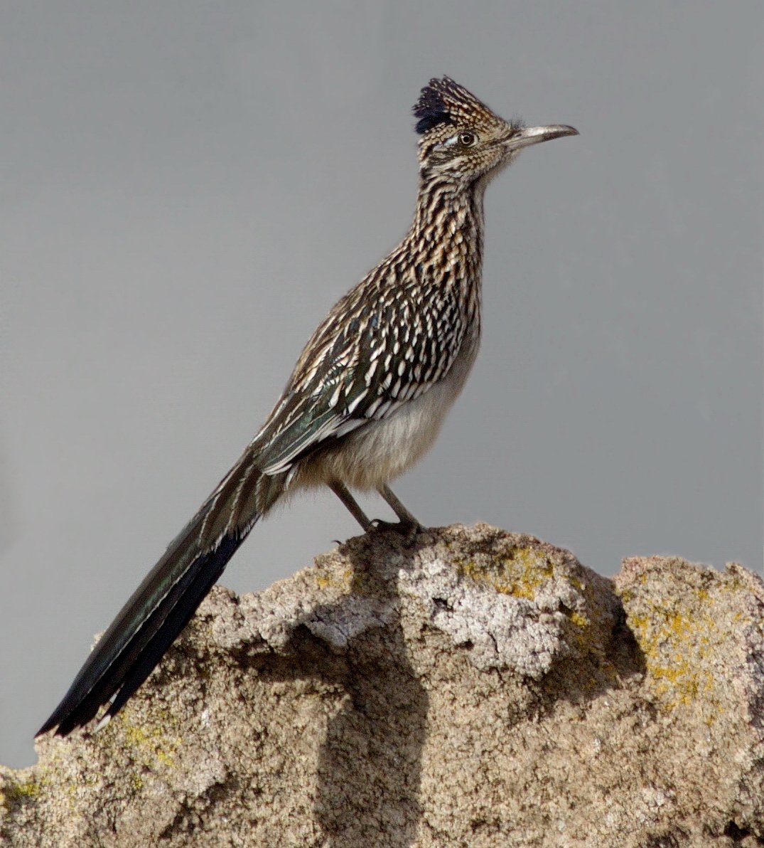 Хохлатый Дрозд