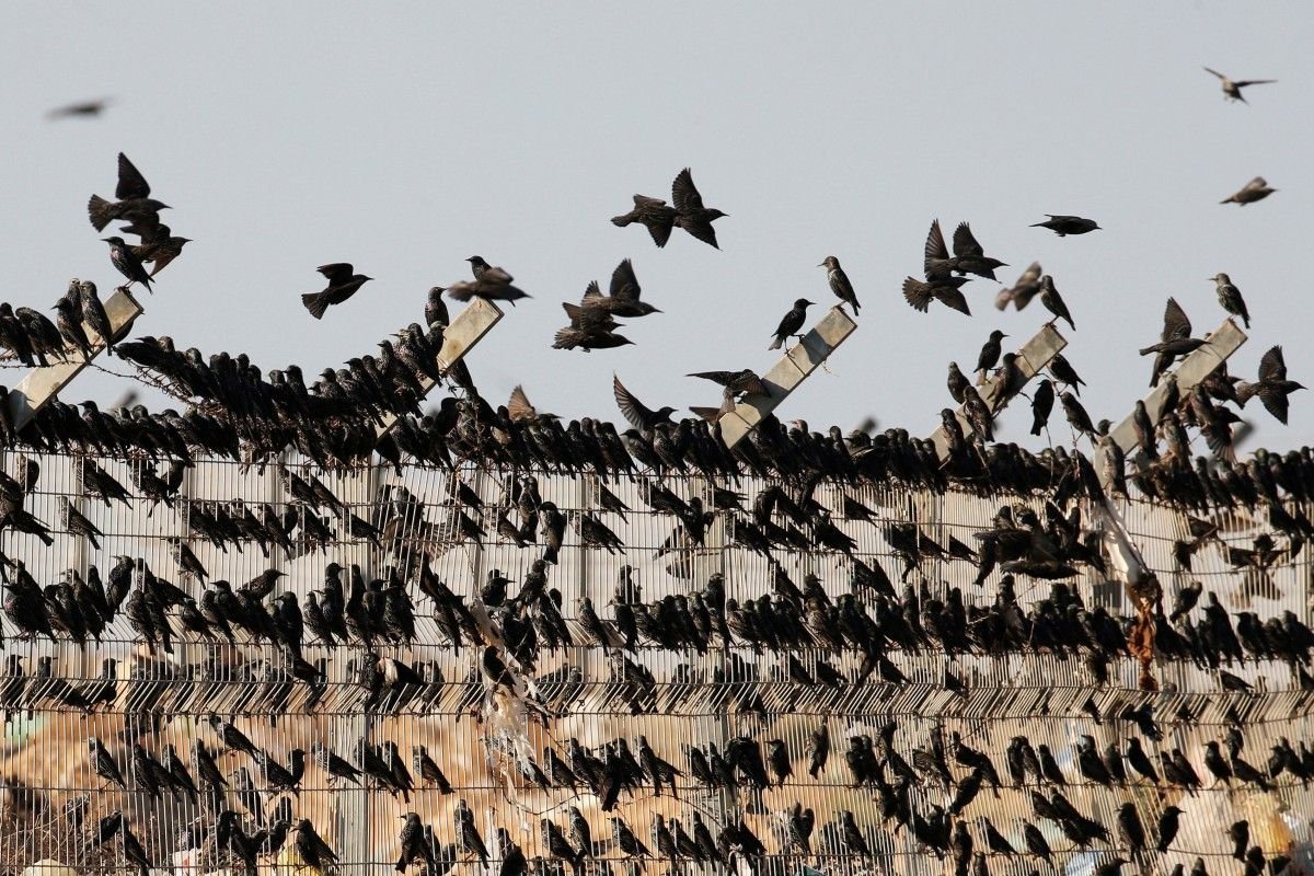 Миграция Скворцов