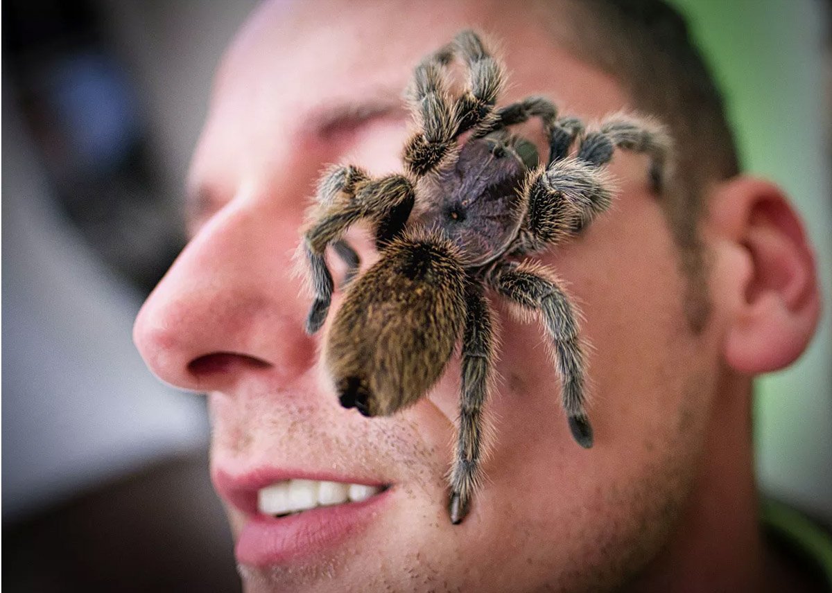 Паук птицеед Голиаф на лице