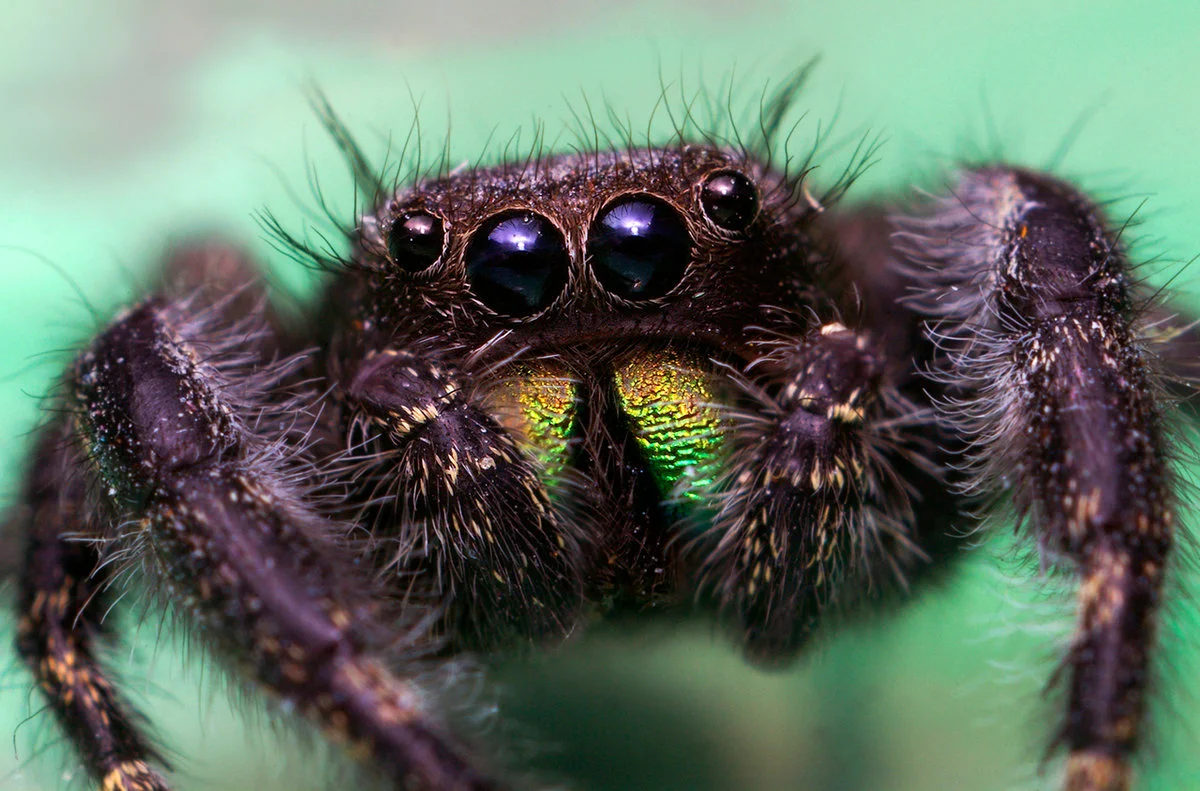 Паук Тарантул глаза