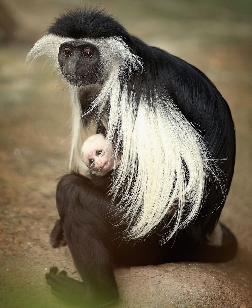 Королевский колобус