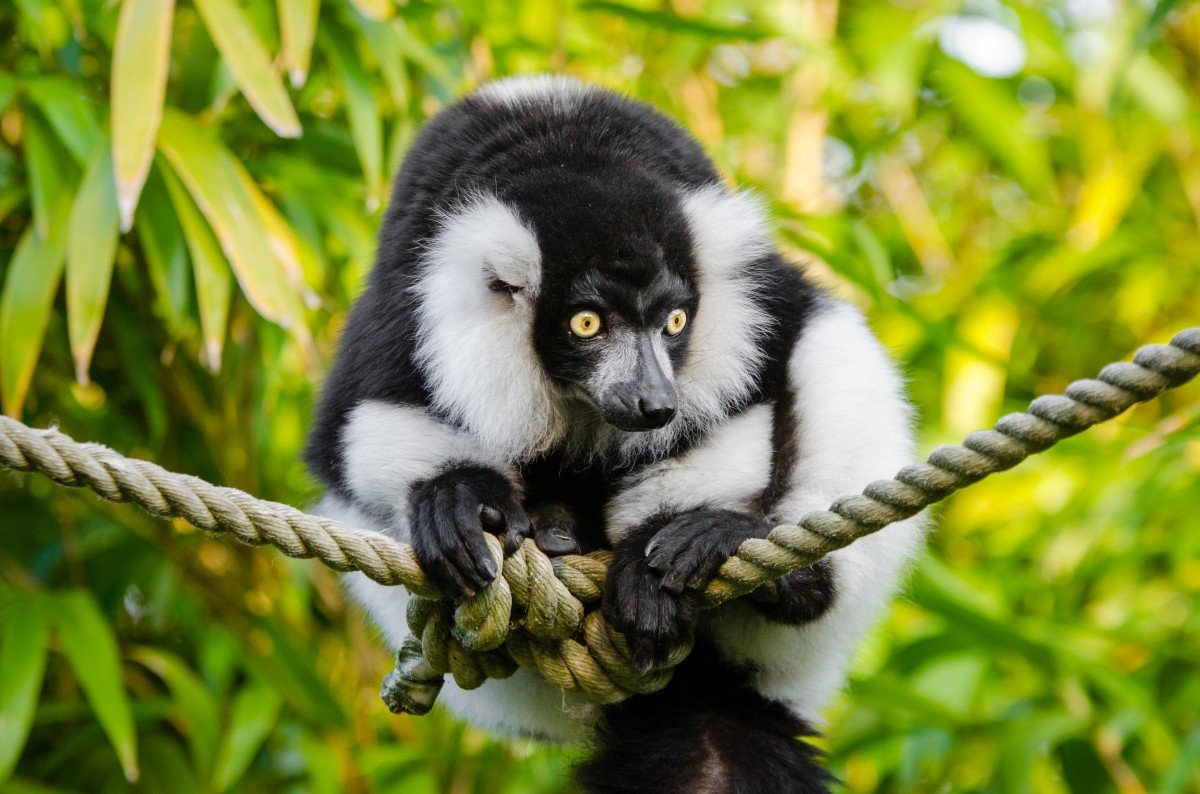 Карликовый Гиббон