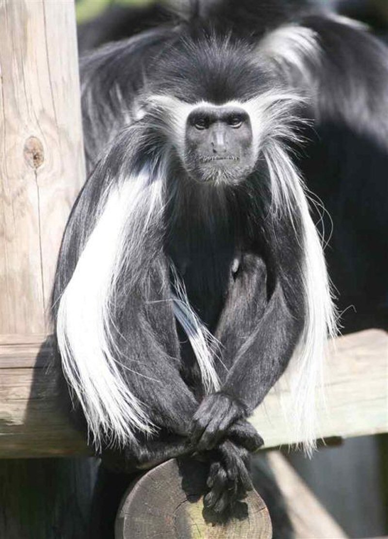 Черно белый колобус