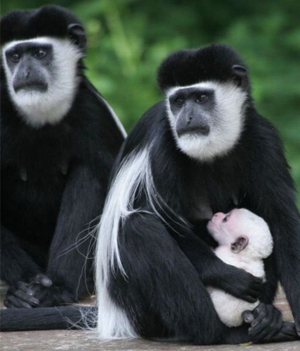 Черная обезьяна