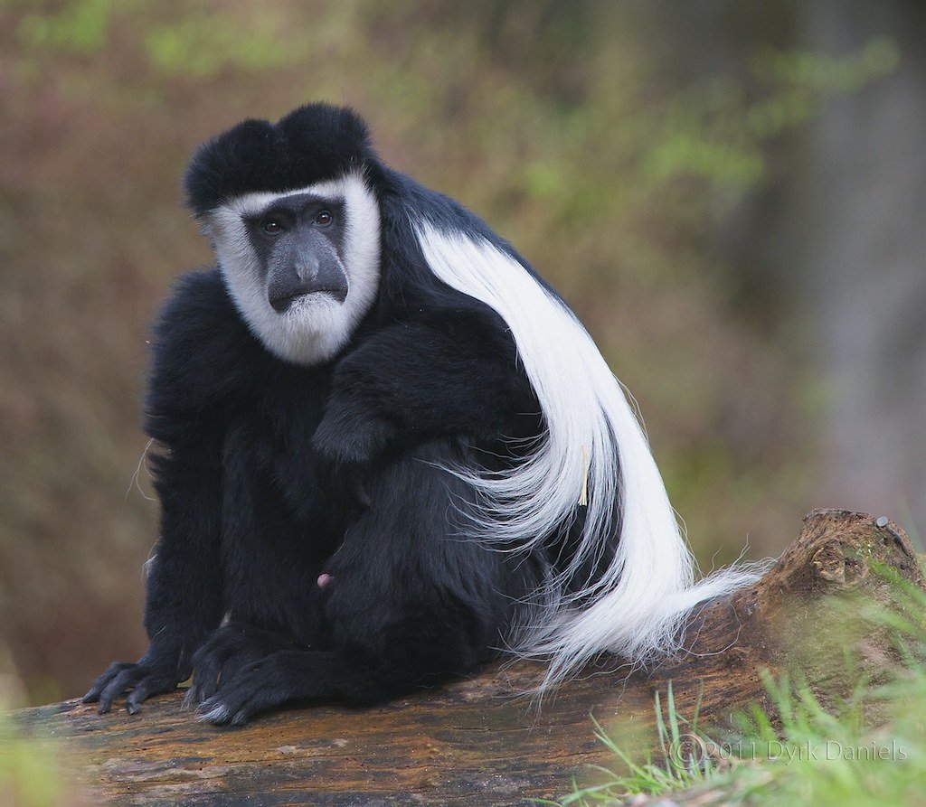 Колобус обезьяна