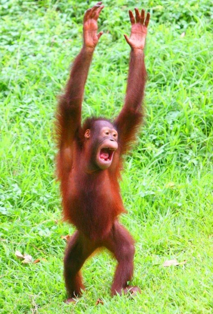 Радостная обезьяна