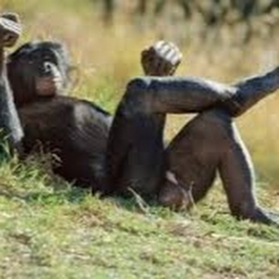 Обезьяна лежит