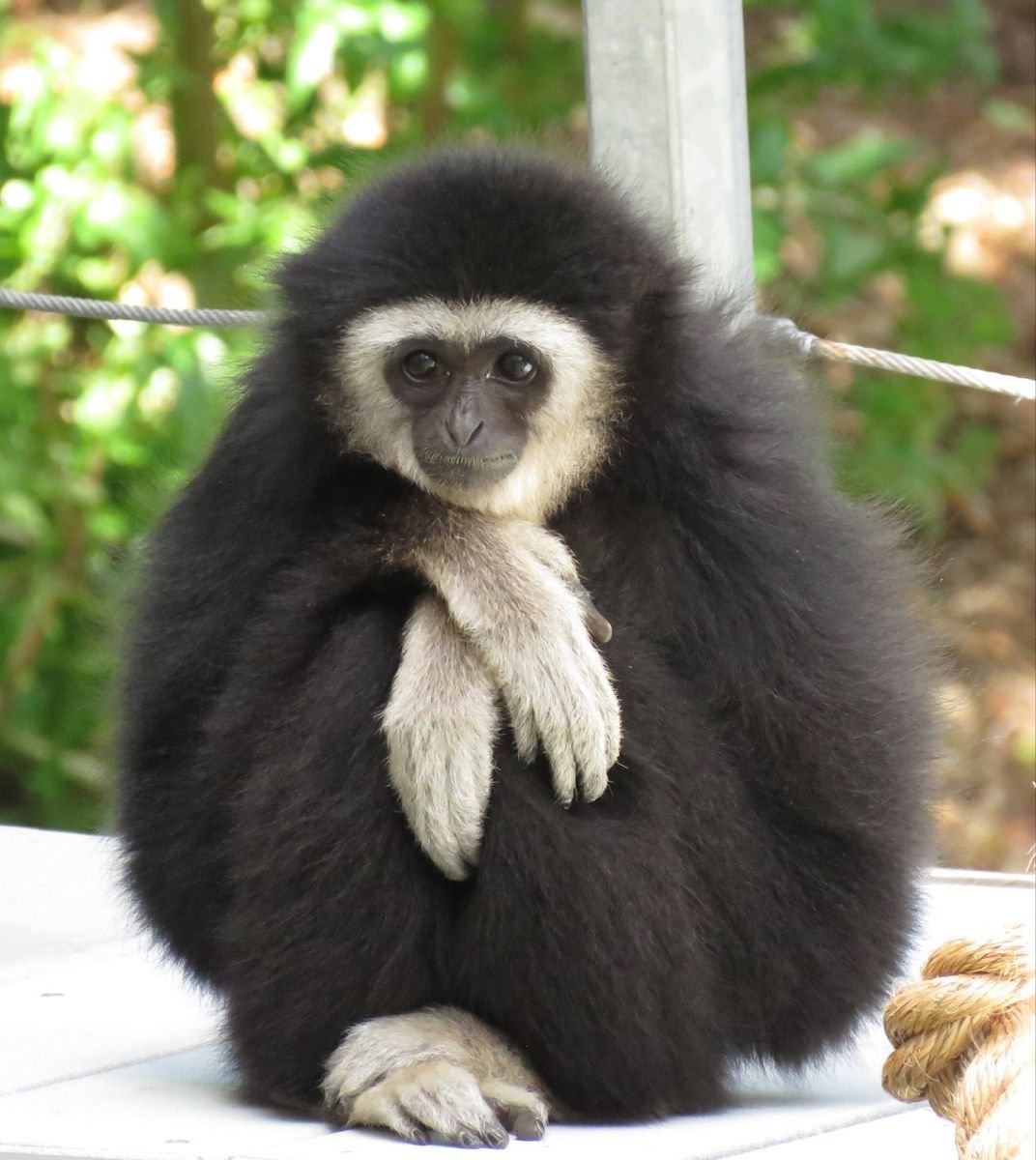 Кампучийский Гиббон