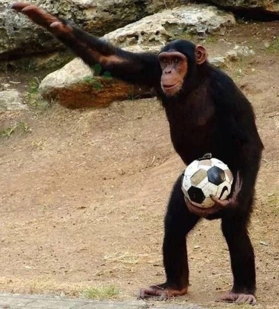 Обезьяна кидает обезьяну. Обезьяна с мячом. Шимпанзе с мячиком. Зигующая обезьяна. Обезьяна играет в футбол.