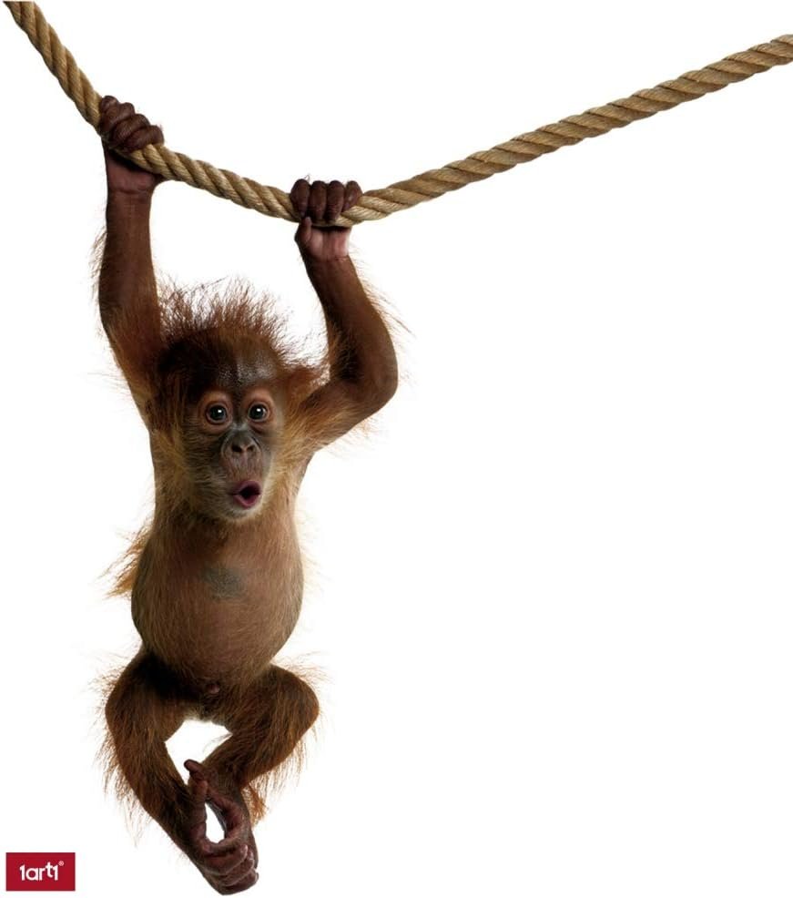 Обезьяна на качелях