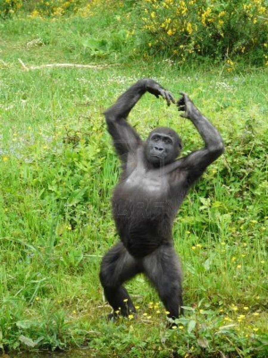Обезьяна в полный рост