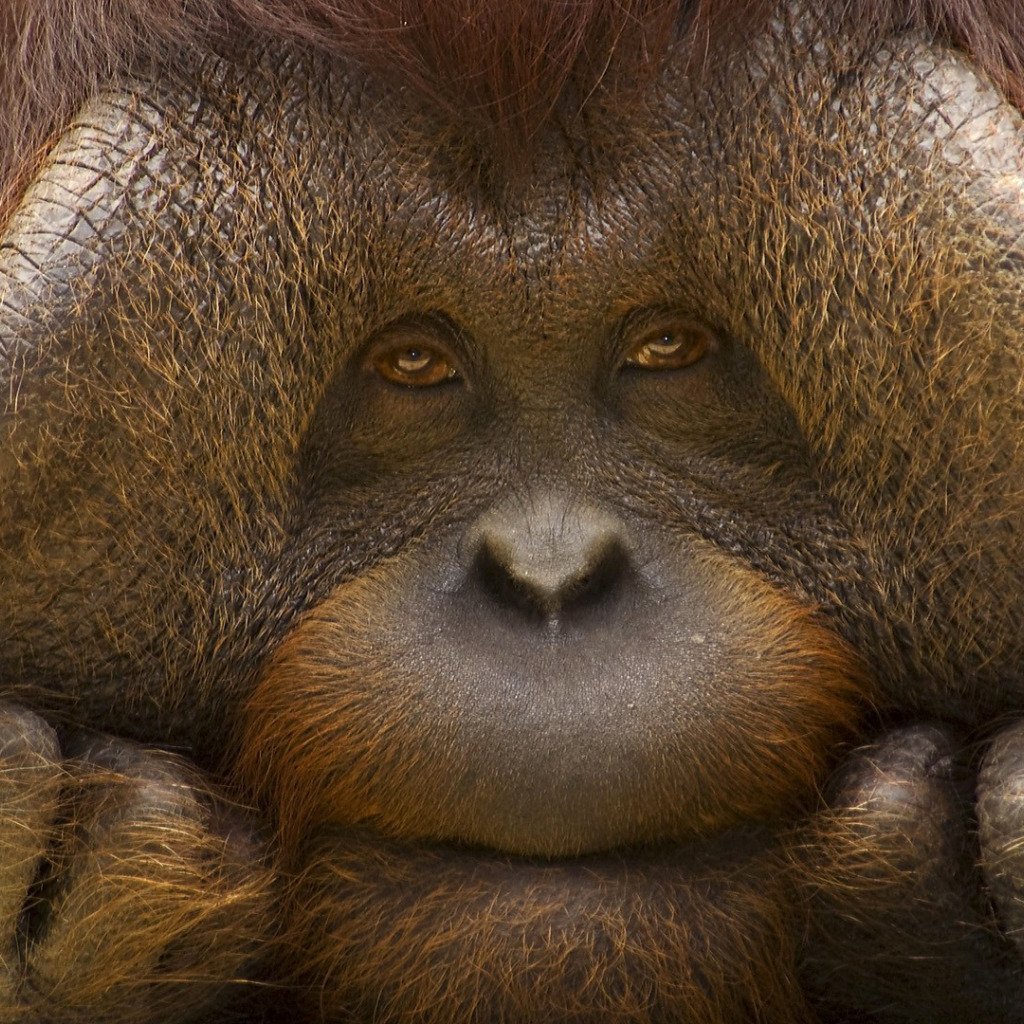 Обезьяна с большими щеками