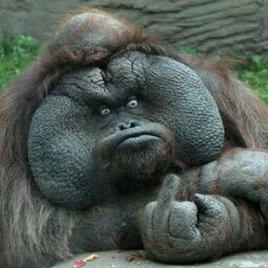 Обезьяна с факом