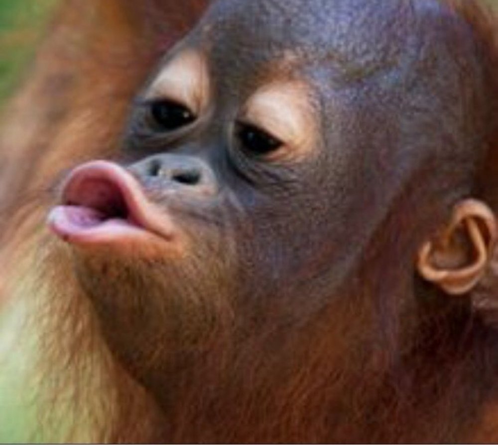 Обезьяна с губами