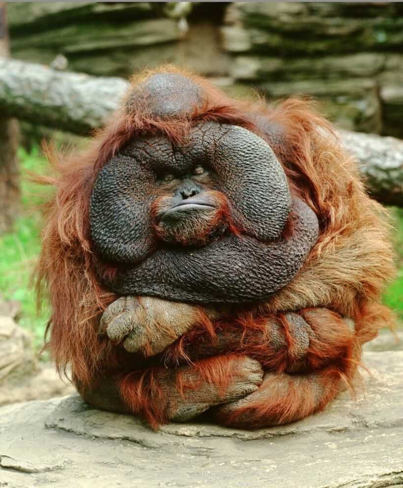 Суматранский орангутан
