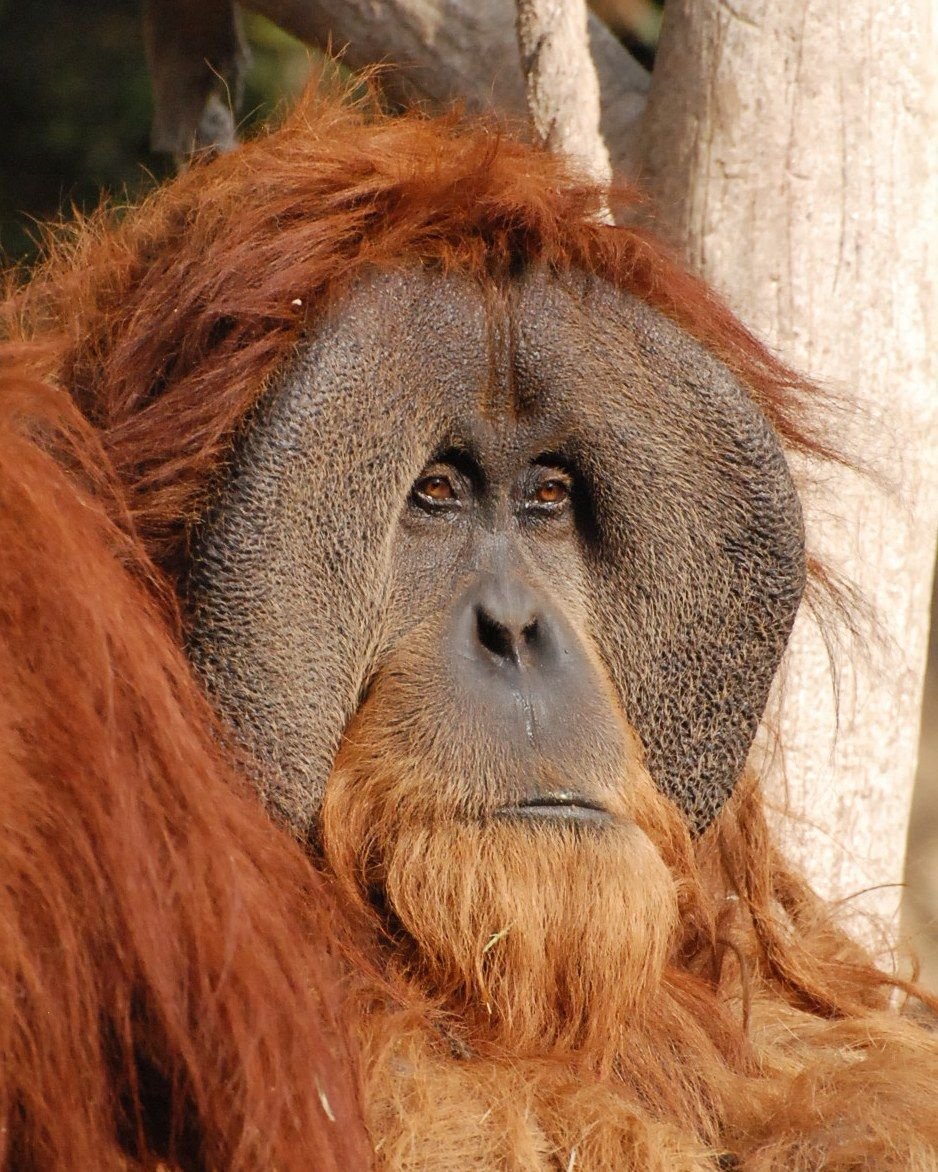 Суматранский орангутан самец