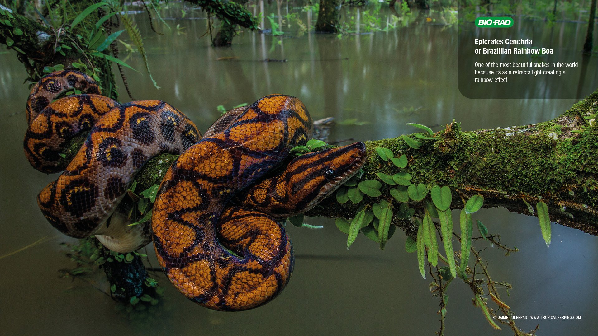 Змеи живут в тропическом лесу. Радужный Королевский питон. Южная Америка Амазонка Анаконда. Амазония джунгли Анаконда. Тропический лес Анаконда.