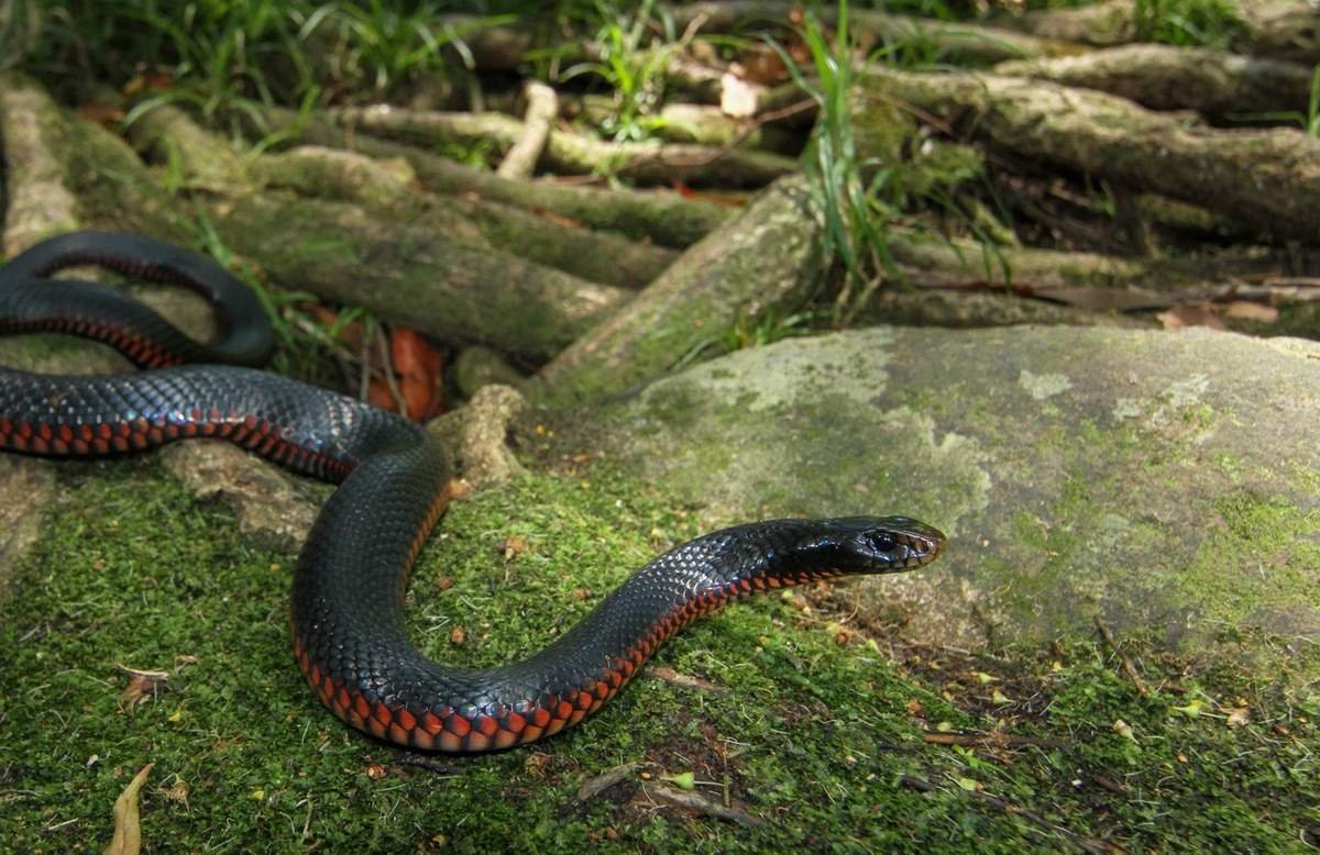 Краснобрюхий чёрный Аспид