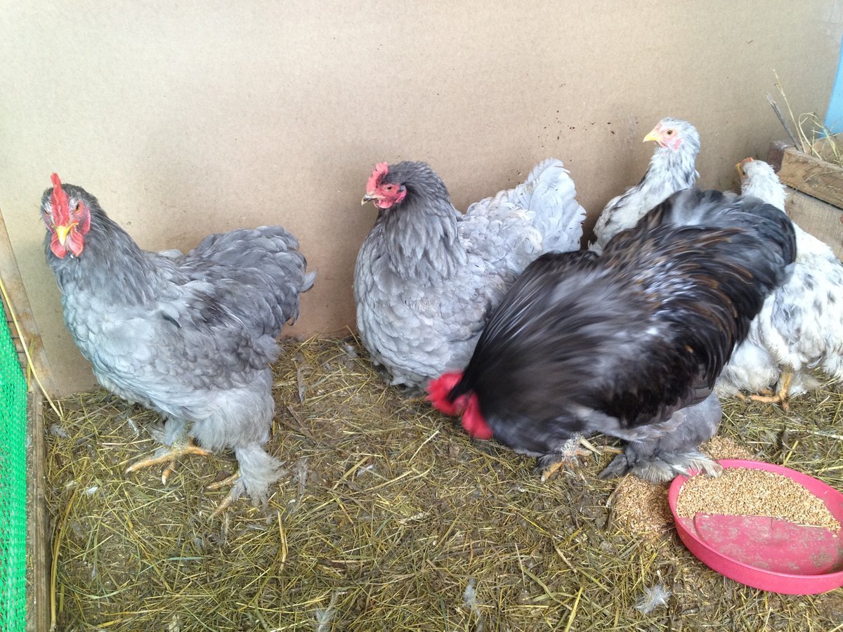 Куры Доминант Брама