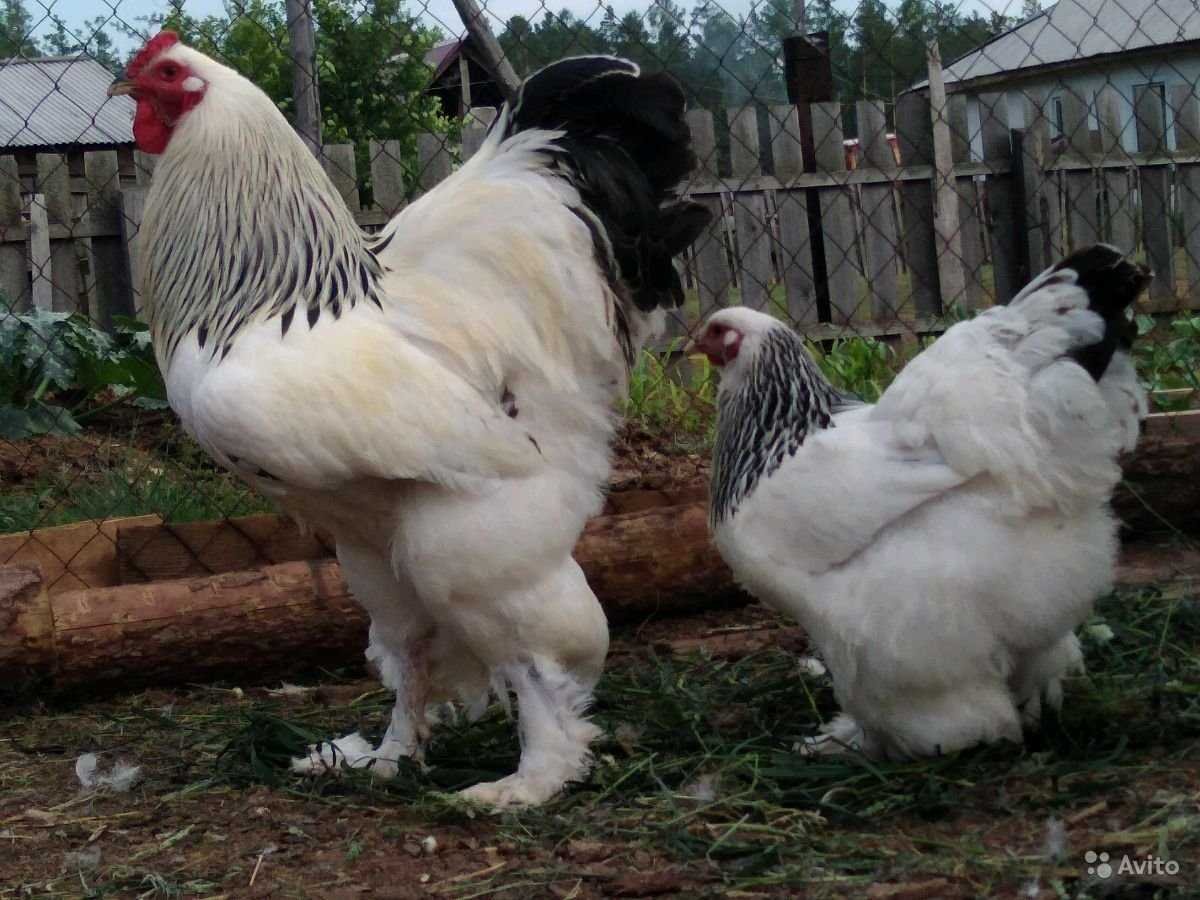 Брама Изабель куры