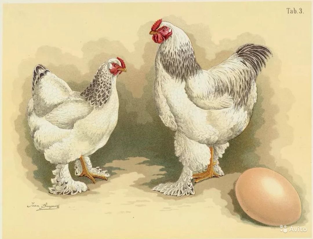 Древняя курица