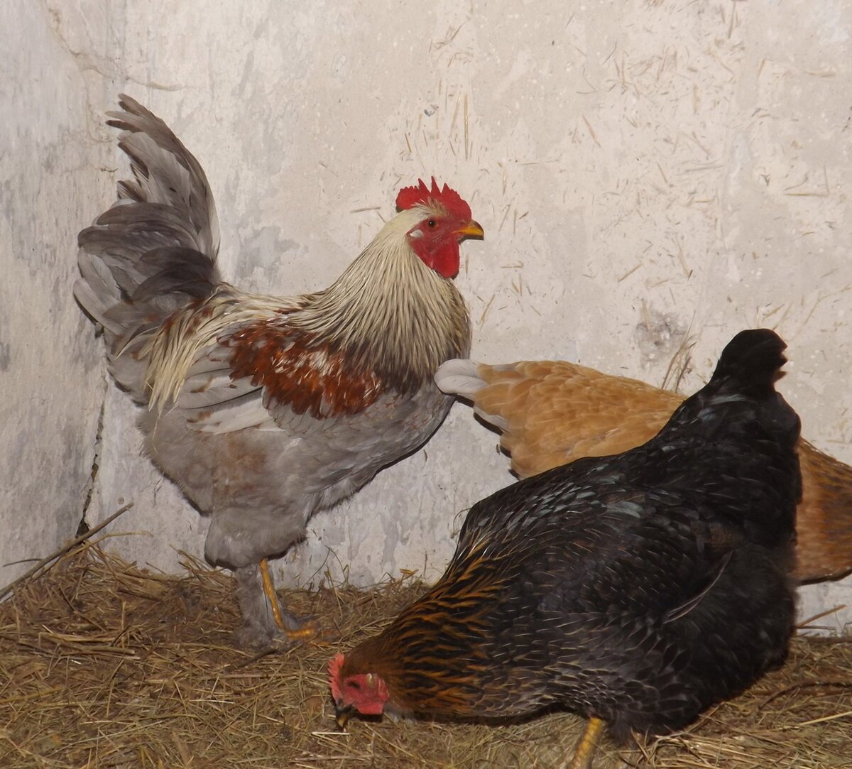 Брам петух серый