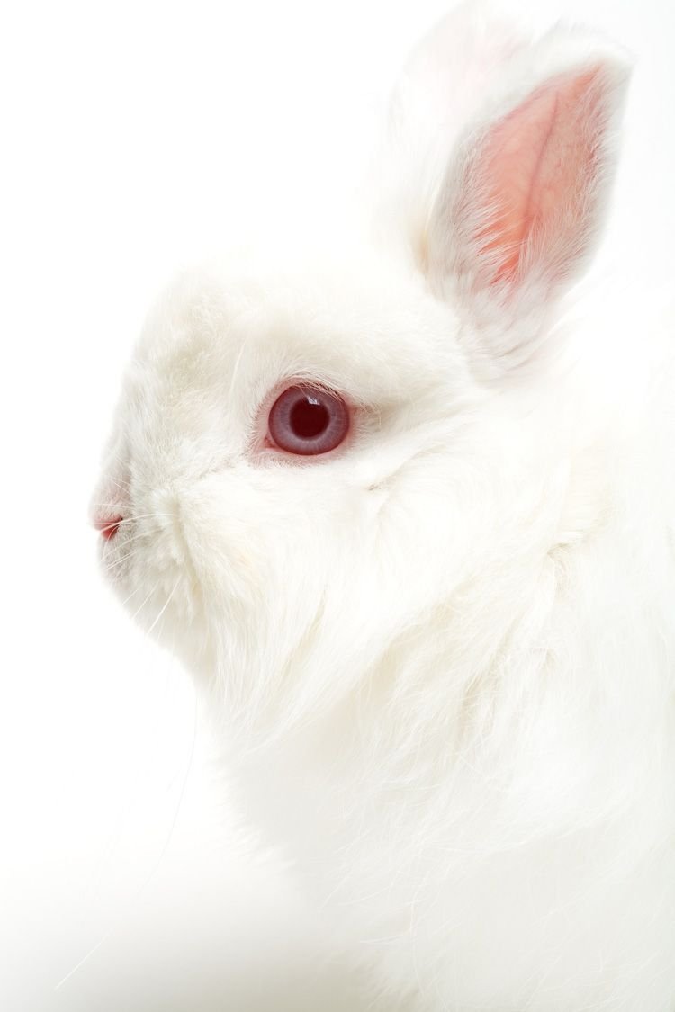 Кролик альбинос с красными глазами