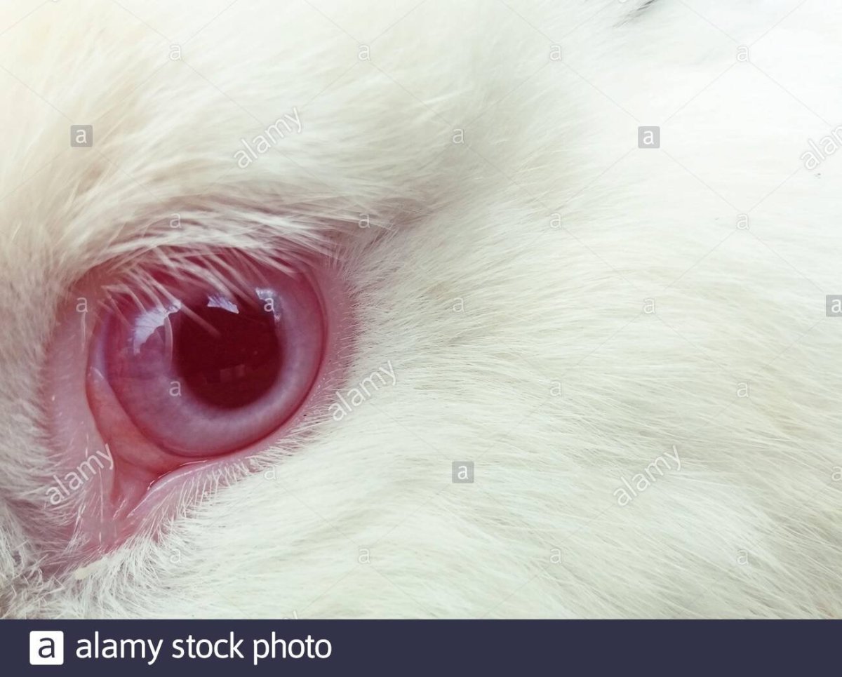 Глаза кролика альбиноса