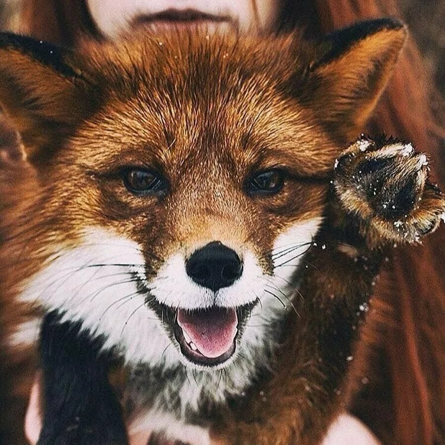 Лиса в черных очках