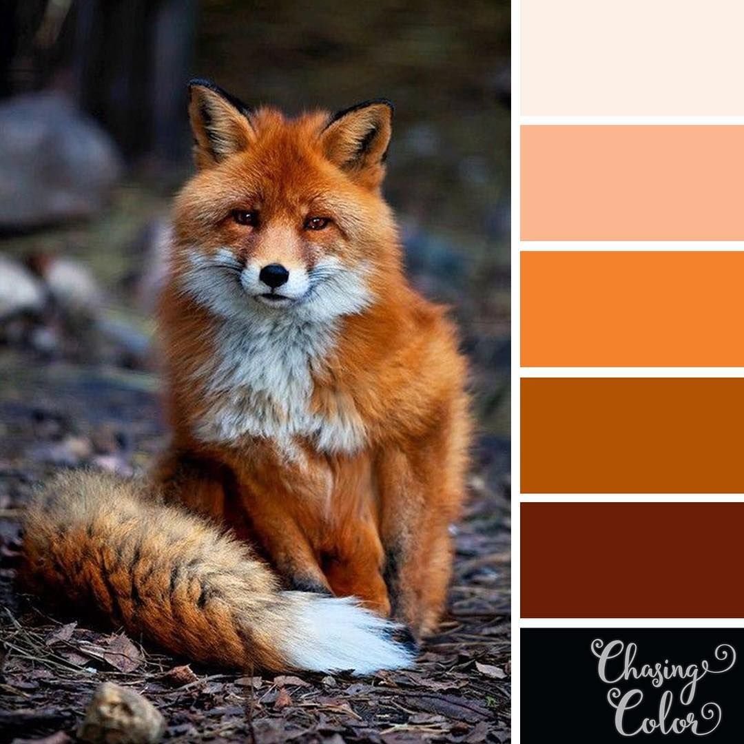 Лисья палитра