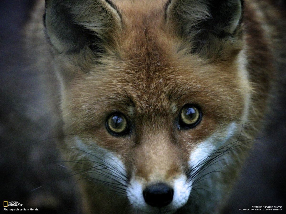 Лиса с зелеными глазами