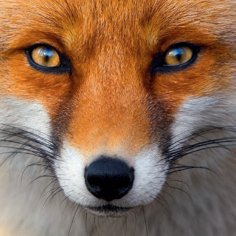 Лиса с зелеными глазами